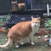 ハクビシンとねこ