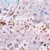 お花見スポットのおススメ♪桜の名所をご紹介〜五大桜、三大桜〜［ドラッグストアMARTおすすめ］