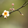 野鳥撮影記 2月9日(2)