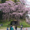 紅枝垂れ地蔵桜