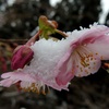 雪の帽子をかぶった河津桜
