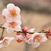 じじぃの「梅の花・なぜ花に五弁花が多いのか？ウニ・バッタもすごい」