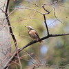 オオタカとハチジョウツグミ(大阪城野鳥探鳥 2016/02/11 6:40-11:50)