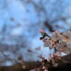 やっと咲いた。けど菜種梅雨。