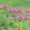 伊吹山高山植物