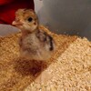 七面鳥の飼育　ひよこの足の矯正その後