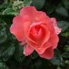 くす玉サルビア★芝生にマツバボタンを★家庭菜園の楽しみ