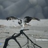 ミサゴ羽広げ