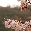 一日一撮 vol.182 青梅神社で旬を過ぎた桜を愛でる