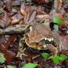 立夏の梶ヶ森遊山　霧中