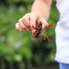 ザリガニが私に似ているんじゃなくて私がザリガニに似ていた