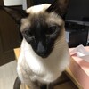 風邪なので手短に