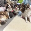 だーはんに逢いに来てます