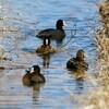 水路を泳ぐ4羽のオオバン