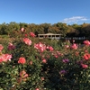 神代植物公園のバラ園を横に見て〈1116〉