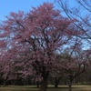 真駒内公園(桜とカタクリ)