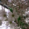 第２弾！出勤前の花見・湧き水・神社ジョギングを敢行する