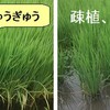 慣行農業の稲に大分追いついてきました（田植え後６４日目）