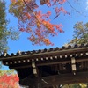 京都で紅葉。