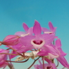  Dendrobium parishii 'YE-a' 