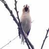 ぶらり里山鳥を見ながらのんびりハイキング