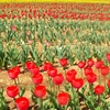ひるがの高原・牧歌の里に咲いていた花たち ⑥（岐阜県郡上市）
