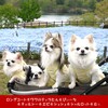 シャルとむぅが犬生初の九州上陸【2025年４月下旬のチロクマ家】