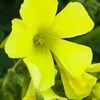 オオキバナカタバミの花