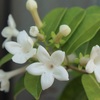 マダガスカルジャスミンの花が咲かない原因と解決策｜症状別診断と年間管理法
