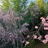 幸田の桜