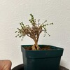 【観葉植物】トリコディアマ、以前より痩せ細ってしまった気がする…大丈夫なんかな