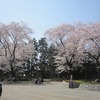 おおぞら公園_桜(西東京市)