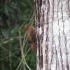 ヨコジマオニキバシリ(Northern Barred-Woodcreeper)