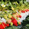 完熟いちご🍓狩り情報４月１４日(土)🌷開園日です‼️