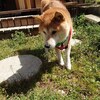 老犬ホームあん｜小太郎、虹の橋を渡りました。