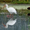 ベリーズ　水場の White Ibis （ホワイト　イビス） 