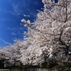 フォト・ライブラリー(424)王子公園の桜2014