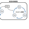 C3、C4、CAM植物の違い