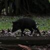クビワペッカリー(Collared Peccary)など