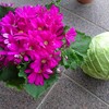 温泉の売店で花と野菜を購入✴️