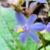 ジャノヒゲの花
