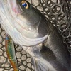 西尾店 三河湾オカッパリ シーバス釣果情報 ！ 
