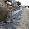 2024.2.4-2：カモが見たくて鴨川へ