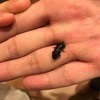 【チビクワガタ飼育日記 3か月目】