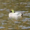 牧野ヶ池  野鳥観察会