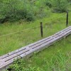 小さな湿原で日本最小トンボ
