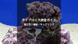ライブロック完全ガイド｜選び方・機能・キュアリング方法まで徹底解説