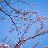 OM-D E-M1 markⅡで桜とカモメを試し撮りしてみた