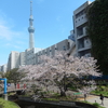 桜・２０２４🌸　短歌　東京締めくくり