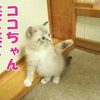 どうなる？猫ギライなココちゃん子猫との初対面2016年10月31日